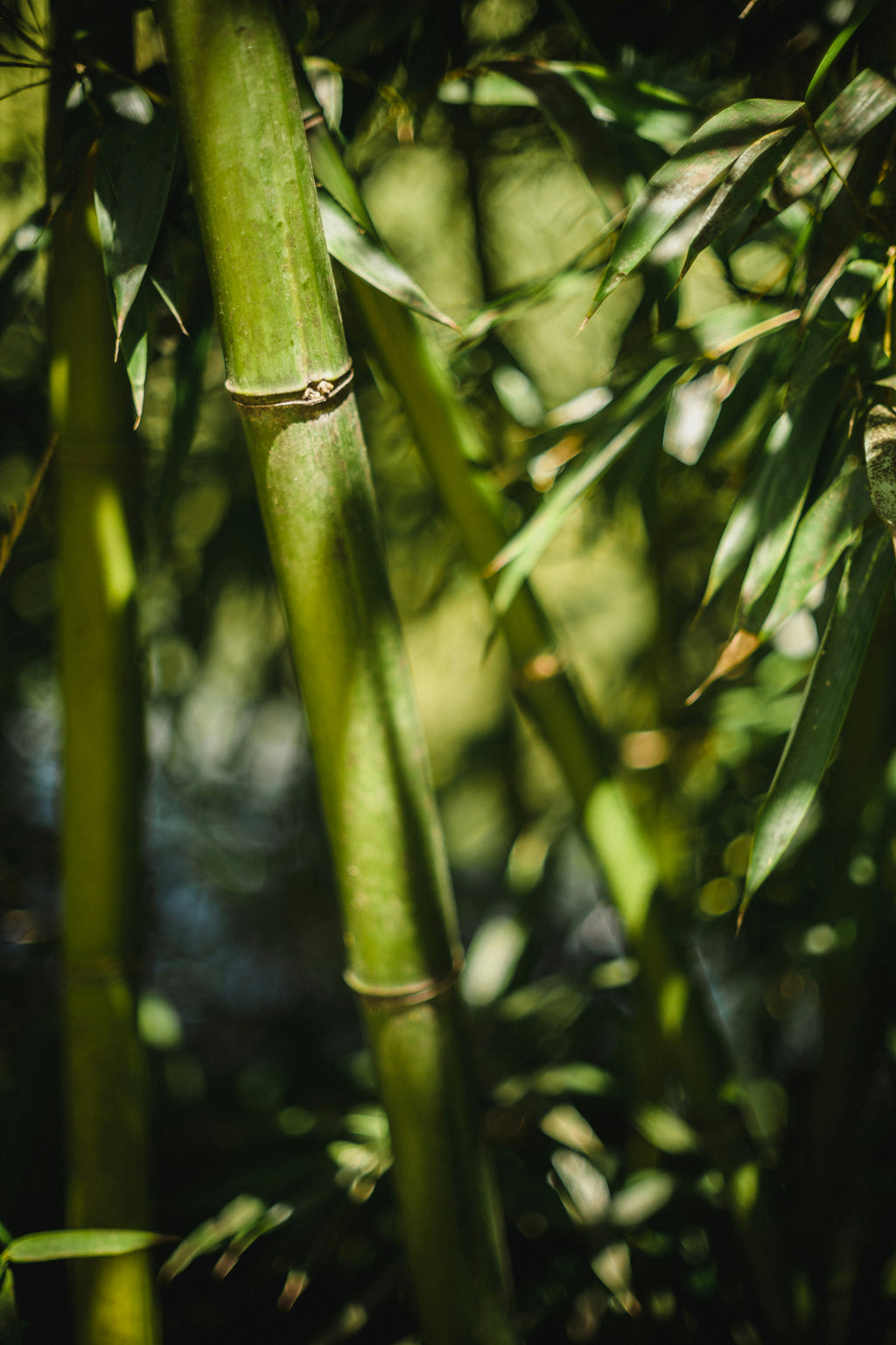 lost in bamboo