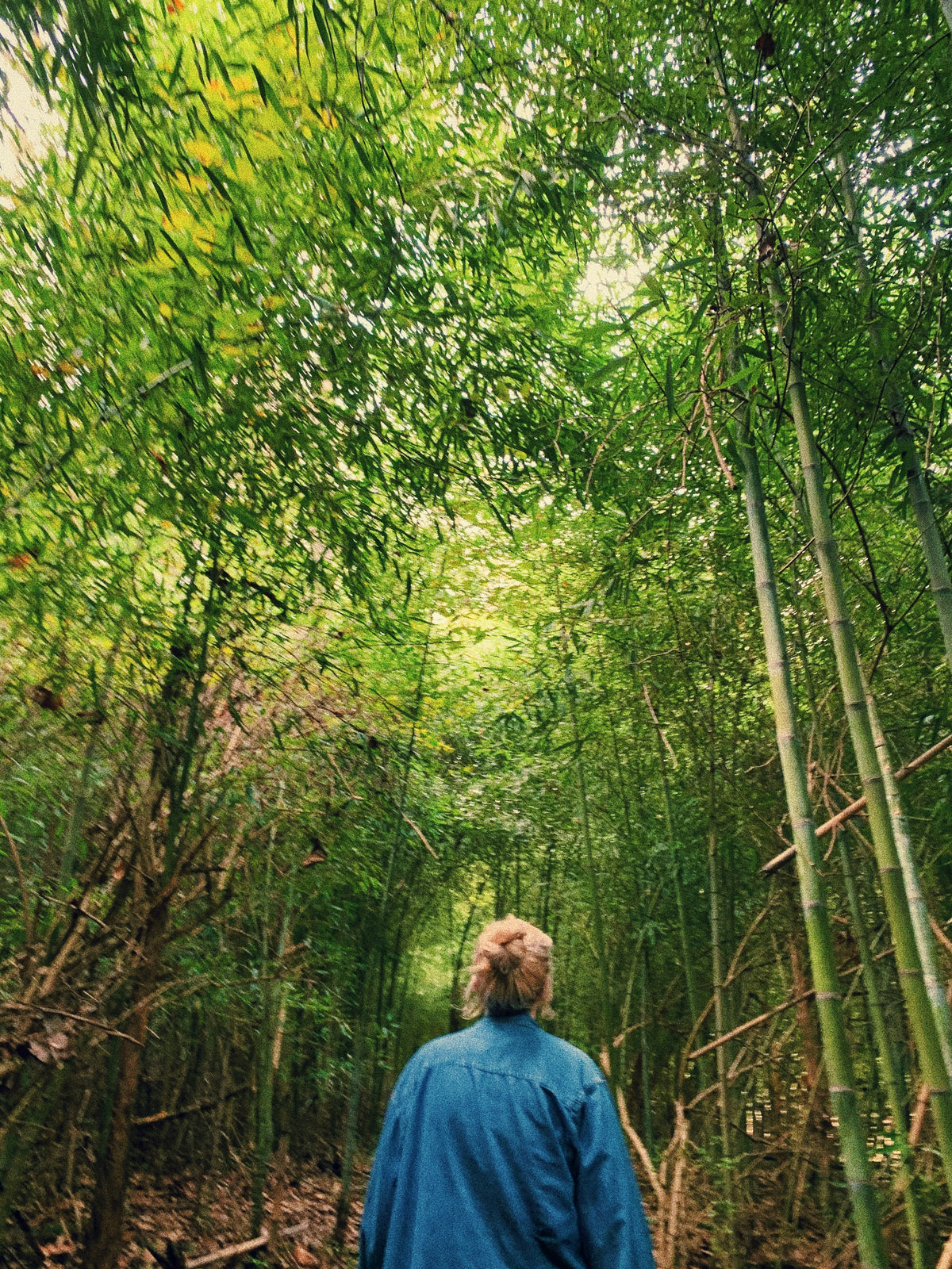 lost in bamboo